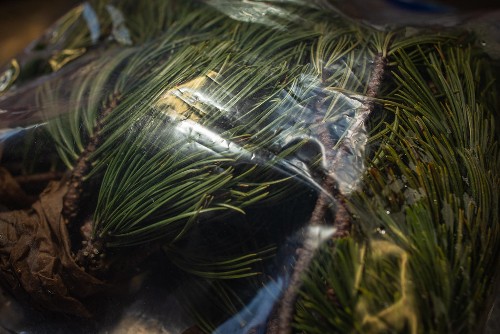Pepiniera si plante ornamentale