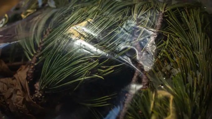 Pepiniera si plante ornamentale